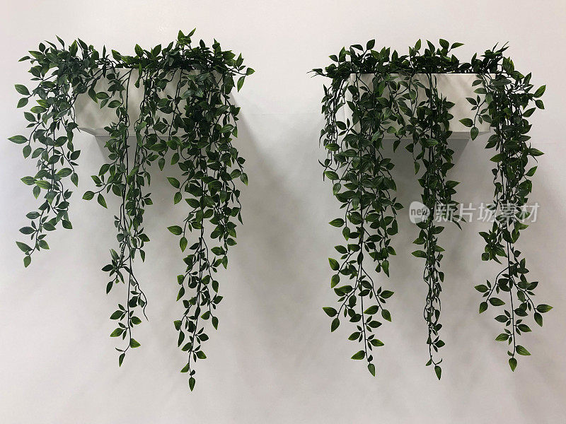 现代室内人工蔓生植物的形象，有着长长的塑料茎和绿色的丝绸叶子，仿造的Tradescantia ' green Hill'游荡的犹太人从墙上的花盆/白色塑料槽中垂下来，用于现代室内设计